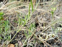 Linaria supina 18, Saxifraga-Rutger Barendse