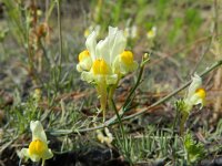 Linaria supina 19, Saxifraga-Rutger Barendse