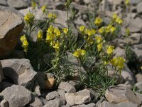 Linaria supina 2, Saxifraga-Dirk Hilbers