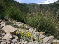 Linaria supina 20, Saxifraga-Dirk Hilbers