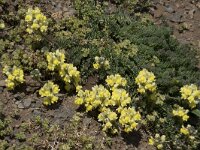 Linaria supina 27, Saxifraga-Willem van Kruijsbergen