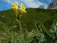 Linaria supina 29, Liggende leeuwenbek, Saxifraga-Ed Stikvoort : Posada de Valdeón - Espinama s9900