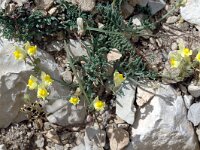 Linaria supina 3, Saxifraga-Jan van der Straaten