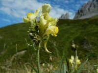 Linaria supina 30, Liggende leeuwenbek, Saxifraga-Ed Stikvoort : Posada de Valdeón - Espinama s9900