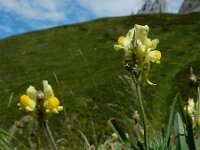 Linaria supina 31, Liggende leeuwenbek, Saxifraga-Ed Stikvoort : Posada de Valdeón - Espinama s9900