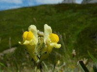 Linaria supina 32, Liggende leeuwenbek, Saxifraga-Ed Stikvoort : Posada de Valdeón - Espinama s9900