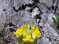 Linaria supina 4, Saxifraga-Jeroen Willemsen