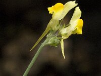 Linaria supina 5, Saxifraga-Jan van der Straaten