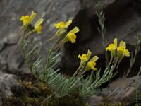 Linaria supina 6, Saxifraga-Willem van Kruijsbergen