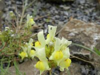 Linaria supina 8, Saxifraga-Rutger Barendse