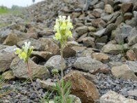 Linaria supina 9, Saxifraga-Rutger Barendse