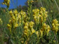 Linaria syspirensis 2, Saxifraga-Ed Stikvoort