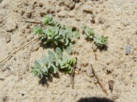Linaria thymifolia 3, Saxifraga-Rutger Barendse