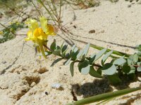 Linaria thymifolia 4, Saxifraga-Rutger Barendse
