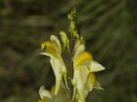 Linaria vulgaris 1, Vlasbekje, Saxifraga-Jan van der Straaten