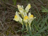 Linaria vulgaris 15, Vlasbekje, Saxifraga-Ab H. Baas