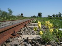 Linaria vulgaris 17, Vlasbekje, Saxifraga-Jeroen Willemsen