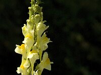 Linaria vulgaris 19, Vlasbekje, Saxifraga-Jan van der Straaten