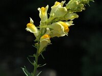 Linaria vulgaris 2, Vlasbekje, Saxifraga-Jan van der Straaten