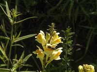 Linaria vulgaris 20, Vlasbekje, Saxifraga-Jan van der Straaten