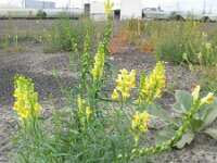 Linaria vulgaris 24, Vlasbekje, Saxifraga-Rutger Barendse