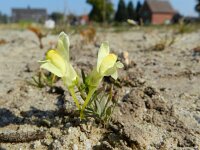 Linaria vulgaris 25, Vlasbekje, Saxifraga-Rutger Barendse