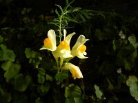 Linaria vulgaris 26, Vlasbekje, Saxifraga-Rutger Barendse