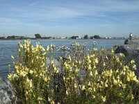 Linaria vulgaris 30, Vlasbekje, Saxifraga-Annemiek Bouwman
