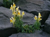 Linaria vulgaris 33, Vlasbekje, Saxifraga-Ed Stikvoort