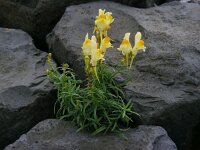 Linaria vulgaris 34, Vlasbekje, Saxifraga-Ed Stikvoort