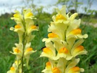 Linaria vulgaris 35, Vlasbekje, Saxifraga-Ed Stikvoort