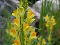 Linaria vulgaris 39, Vlasbekje, Saxifraga-Ed Stikvoort : jura2010
