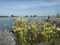 Linaria vulgaris 4, Vlasbekje, Saxifraga-Annemiek Bouwman