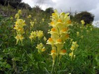 Linaria vulgaris 40, Vlasbekje, Saxifraga-Ed Stikvoort