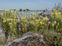 Linaria vulgaris 41, Vlasbekje, Saxifraga-Willem van Kruijsbergen