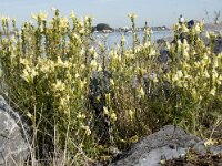 Linaria vulgaris 42, Vlasbekje, Saxifraga-Willem van Kruijsbergen