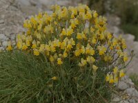 Linaria vulgaris 43, Vlasbekje, Saxifraga-Willem van Kruijsbergen