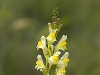 Common Toadflax (Linaria vulgaris) flowering  Common Toadflax (Linaria vulgaris) flowering : close-up, closeup, flora, floral, flower, flowers, growth, natural, nature, yellow, common toadflax, Linaria vulgaris, summer, summertime, toadflax, macro, linaria, plant, vascular plant, outside, outdoor, nobody, no people, beauty, beautiful, beauty in nature