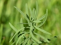 Linaria vulgaris 49, Vlasbekje, Saxifraga-Sonja Bouwman