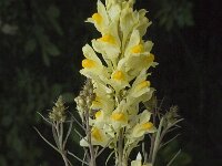 Linaria vulgaris 5, Vlasbekje, Saxifraga-Jan van der Straaten