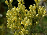 Linaria vulgaris 9, Vlasbekje, Saxifraga-Jan van der Straaten