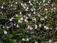 Linnaea borealis 41, Linnaeusklokje, Saxifraga-Ed Stikvoort