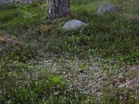 Linnaea borealis 44, Linnaeusklokje, Saxifraga-Ed Stikvoort