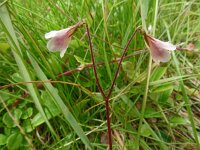 Linnaea borealis 45, Linnaeusklokje, Saxifraga-Hans Grotenhuis