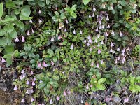 Linnaea borealis 48, Linnaeusklokje, Saxifraga-Willem van Kruijsbergen