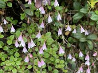 Linnaea borealis 52, Linnaeusklokje, Saxifraga-Willem van Kruijsbergen