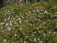 Linnaea borealis 54, Linnaeusklokje, Saxifraga-Willem van Kruijsbergen