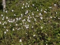 Linnaea borealis 55, Linnaeusklokje, Saxifraga-Willem van Kruijsbergen