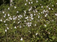 Linnaea borealis 56, Linnaeusklokje, Saxifraga-Willem van Kruijsbergen
