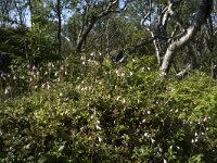 Linnaea borealis 59, Linnaeusklokje, Saxifraga-Willem van Kruijsbergen